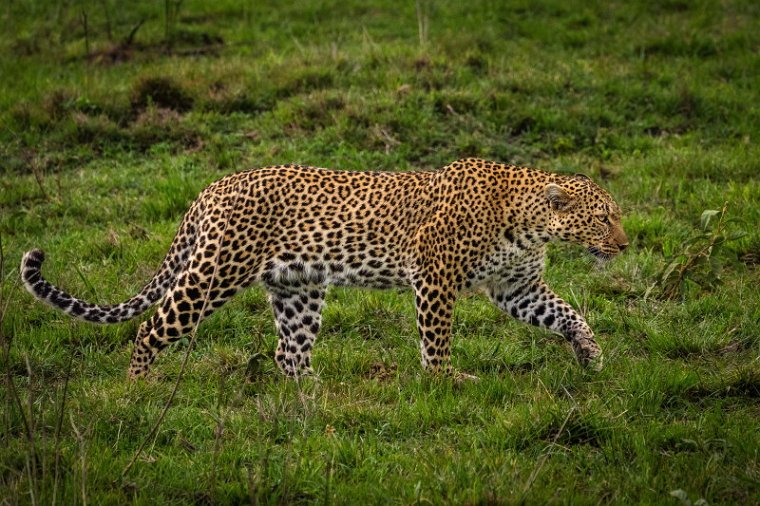 047 Masai Mara, luipaard.jpg